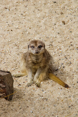 meerkat portrait 