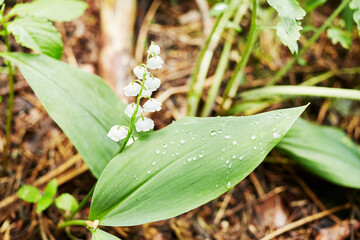 Lonely uncultivated lily of the valley flower in forest