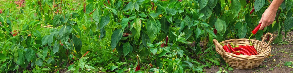 Gardinen Chilischoten Farmer harvesting chili peppers in garden. Selective focus.  © yanadjan