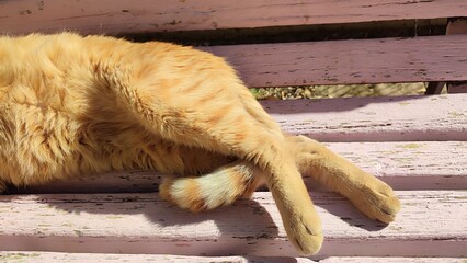 Cat in zoo, pets animal 