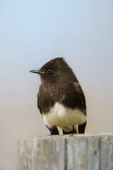 Black phoebe close-up