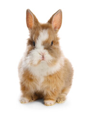 Obraz premium Cute fluffy pet rabbit isolated on white