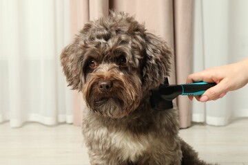 Woman brushing her cute Maltipoo dog at home, closeup. Lovely pet