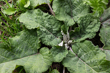 Fototapeta premium Arctium lappa - Young burdock leaves in an early summer