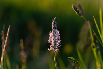 Plantago media, Hoary plantain, Plantaginaceae. Wild plant shot in spring