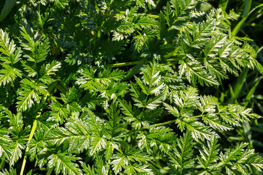 Green leaves of a Conium maculatum poison hemlock poisonous plant close-up. Concept of the texture of natural patterns, ornaments