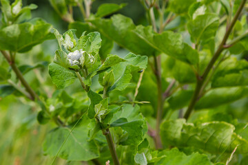 The arachnoid burdock Arctium tomentosum.Wild plants of Siberia