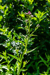 Fototapeta na wymiar Thistle Carduus acanthoides grows in the wild in summer