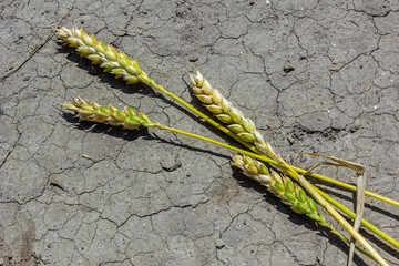 Lost dried wheat crop theme. Wheat ears lie on dry, cracked ground. dehydrated soil and ears of barley. selective focus, shallow depth of field