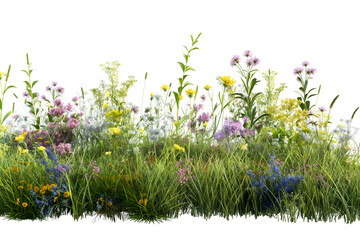 A Lush Display of Wildflowers and Grasses on a Clear Background