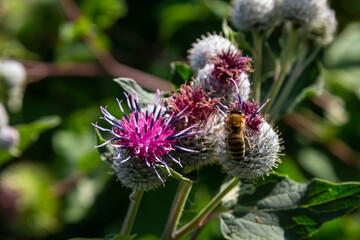 The arachnoid burdock Arctium tomentosum.Wild plants of Siberia