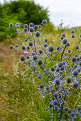 Eryngium Planum Or Blue Sea Holly - Flower Growing On Meadow. Wild Herb Plants