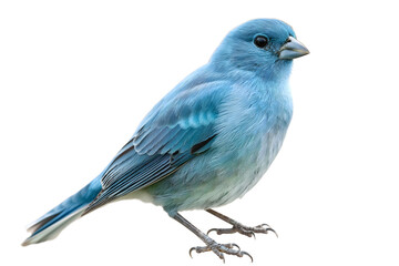 Vibrant Blue Bird Isolated on a White Background: A Study in Avian Beauty - obrazy, fototapety, plakaty