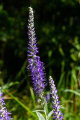 Flowering spikes of Veronica Spicata Ulster Dwarf Blue flower