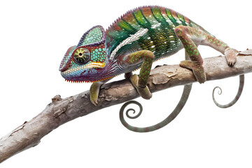 Obraz premium Vibrant Chameleon Perched on a Branch against White Background
