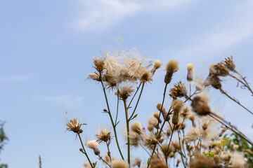 Cirsium arvense is a species of perennial plants of the thistle family of the aster. Autumn plants with seeds. Medicinal plants