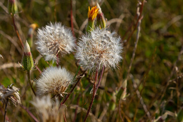 Rough Hawksbeard Crepis biennis plant blooming in a meadow