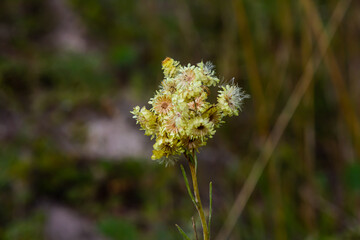 Helichrysum arenarium, dwarf everlast, immortelle yellow flowers closeup