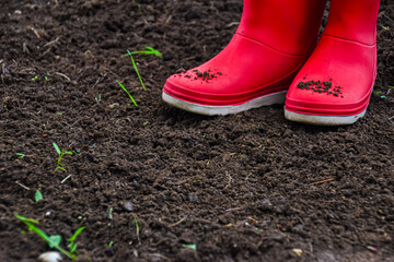 Red gumboots with wild flowers on the soil ground in the garden