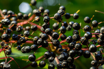 Cluster of black elderberries Sambucus. Elderberry bush with berries