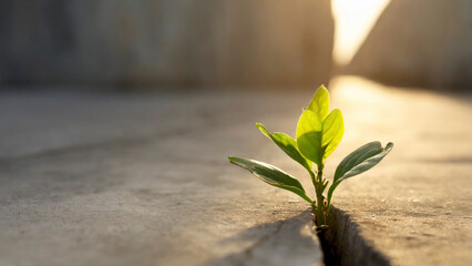 Plant growing through a crack in the cement wall, selective focus. Concept of strength and resilience
