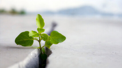 Plant growing through a crack in the cement wall, selective focus. Concept of strength and resilience