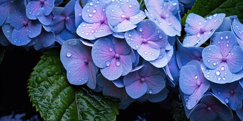 Blue Hydrangea (Hydrangea macrophylla) or Hortensia flower with dew in slight color variations ranging from blue to purple. Focus on middle right flowers. - obrazy, fototapety, plakaty