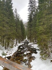 A snowy trail in the woods 