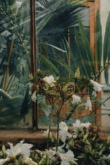 Close up flowers in greenhouse 