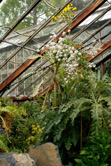 Plants in greenhouse 