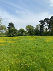 field and blue sky