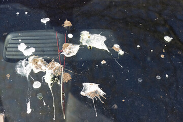 Car windshield dirty with bird droppings, problem of birds, pigeons in cities.