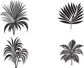 Fototapeta na wymiar leaf palm tree silhouettes