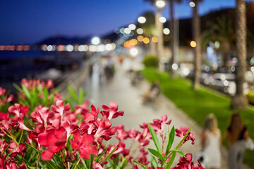 Fototapeta na wymiar Red flowers in flowerbed and resort boulevard with walking people in evening. Focus on flowers.