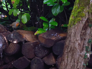 rouge gorge  in the wood 2 