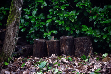 rouge gorge  in the wood