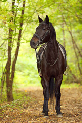 Black horse with saddle and harness stands in autumn sunny park