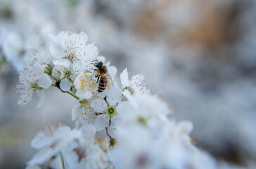 A bee drinks nectar from a white flower on a blossoming plum tree - 751666369