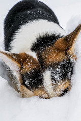 Dog. Welsh Corgi Pembroke. A cute, purebred dog in the snow. Pets
