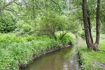 Narrow creek in the shadow of green trees in summer.