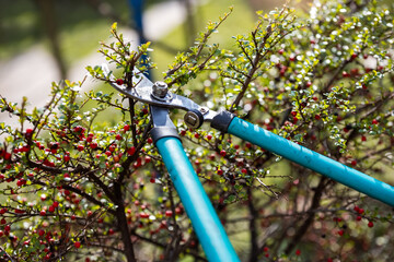 Gardener pruning tree with pruning shears