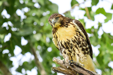 Red Tailed Hawk