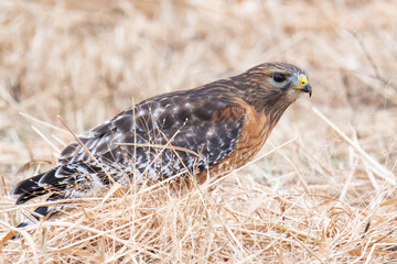 Red Shouldered Hawk