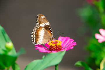 hypolimnas bolina looking for nectar on zinnia flower