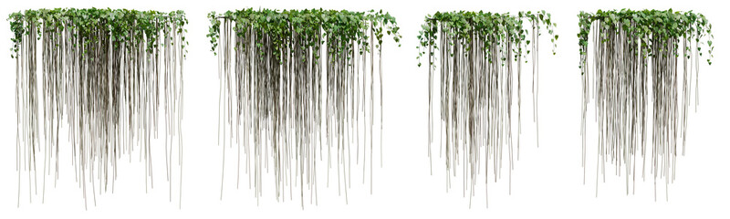 Set of Cissus verticillata plant or Princess vine with isolated on transparent background. png file, 3d rendering illustration, clip art and cut