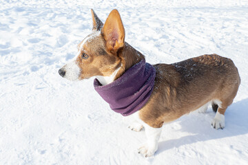 Dog. Welsh Corgi Pembroke. Thoroughbred dog in the snow. Pets