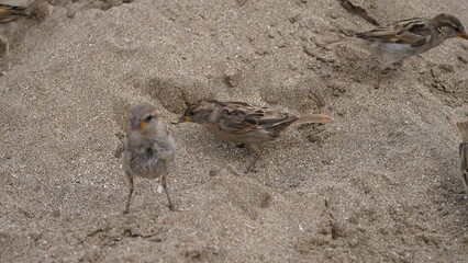 Gorriones en la playa, en la arena, pájaros en la orilla del mar