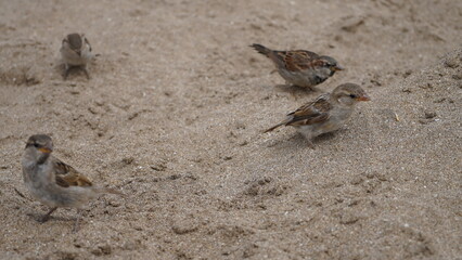 Gorriones en la playa, en la arena, pájaros en la orilla del mar