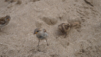 Gorriones en la playa, en la arena, pájaros en la orilla del mar