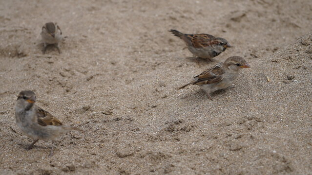 Gorriones en la playa, en la arena, p&aacute;jaros en la orilla del mar